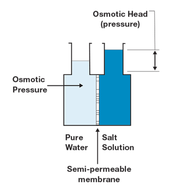 Diagram of Osmotic Equilibrium