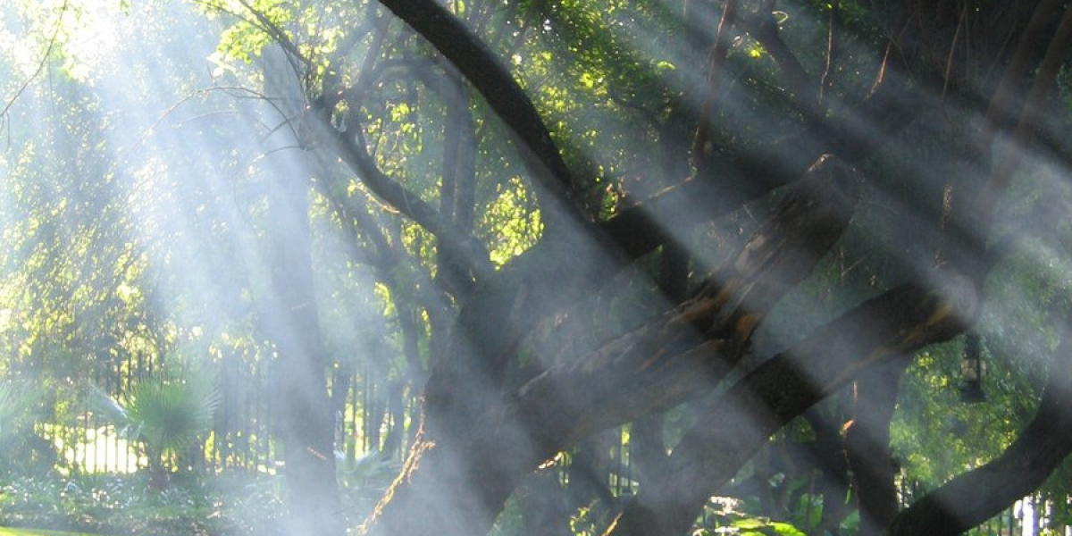 Sun streaming through trees